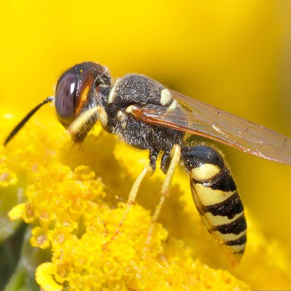 Sprechstunde Könniginnenzucht