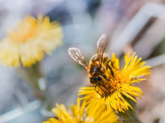 Vortrag: Eine Welt ohne Bienen?