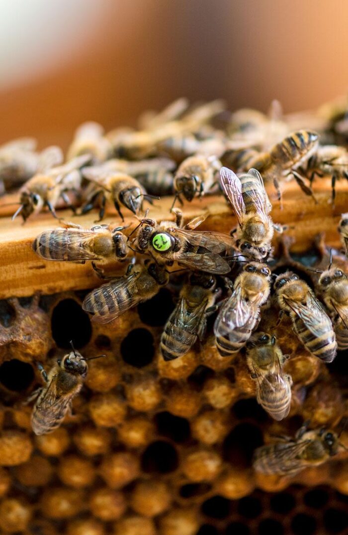 imker-galerie-webseite-1200_hw