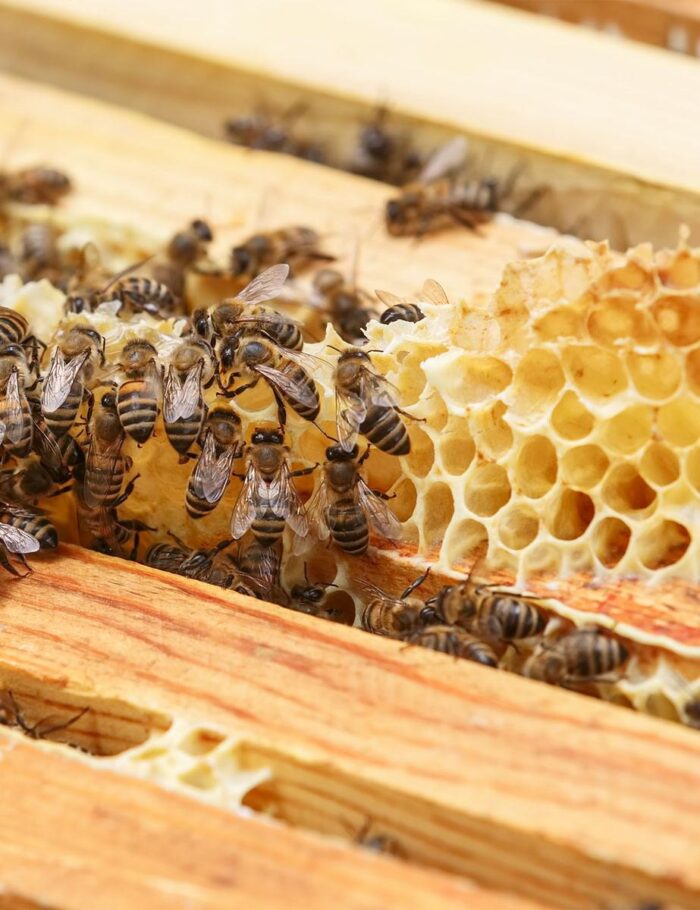 imkerei-galerie-homepage-1200_hw