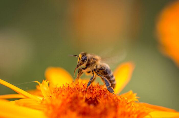 imkerei-wordpress-galerie-homepage-1200_hw