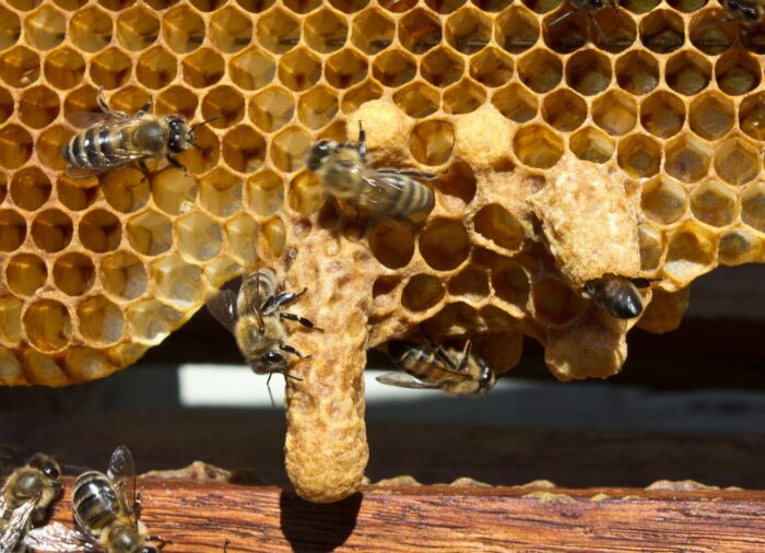 imkerei-wordpress-galerie-website-1200_hw