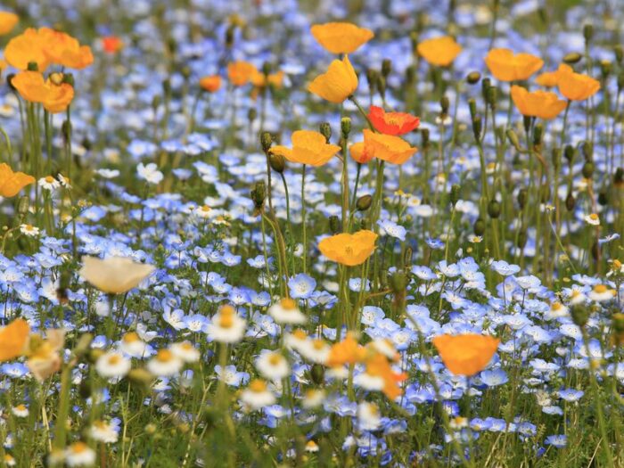 Vortrag: Eine Welt ohne Bienen?